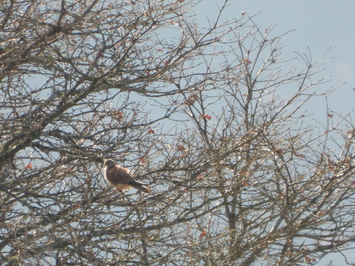 紅隼 - ML646903068