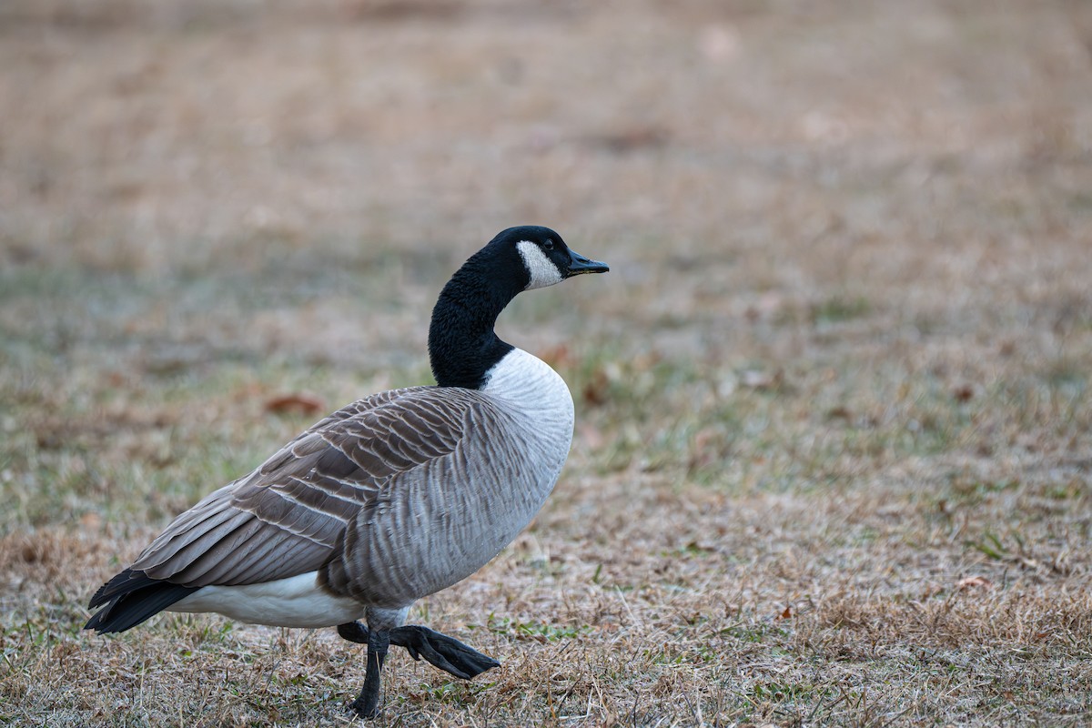Canada Goose - ML646903072