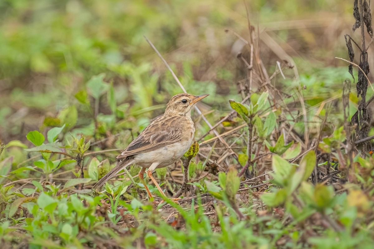 稻田鷚 - ML646903073