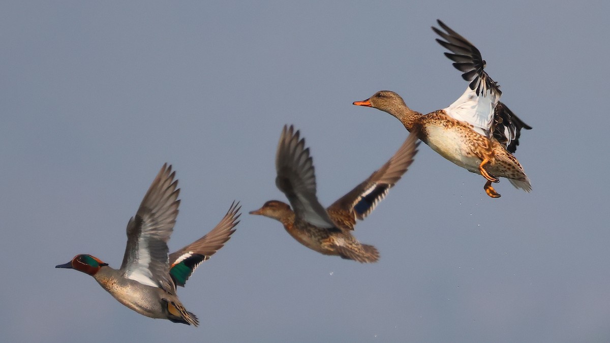 小水鴨 - ML646903076