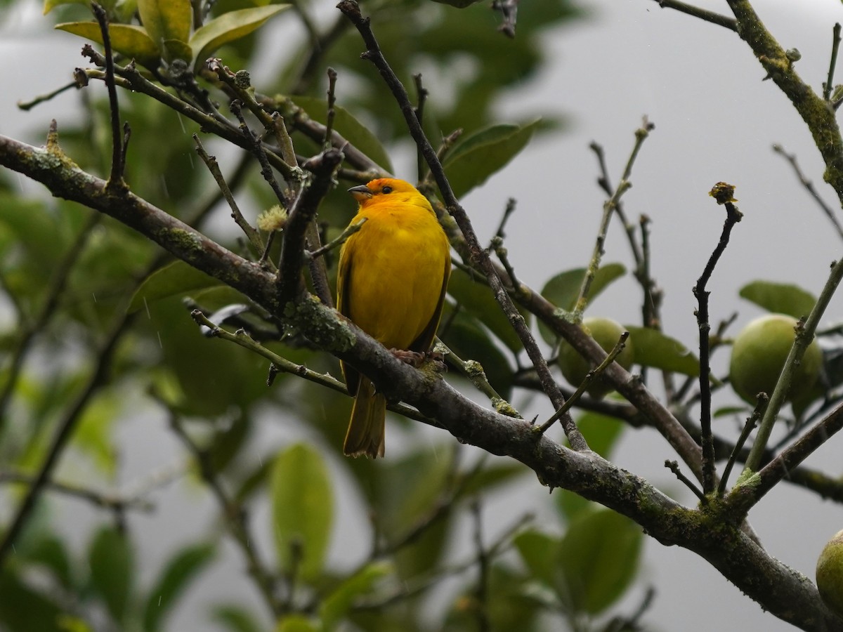 橙黃雀鵐 - ML646903077