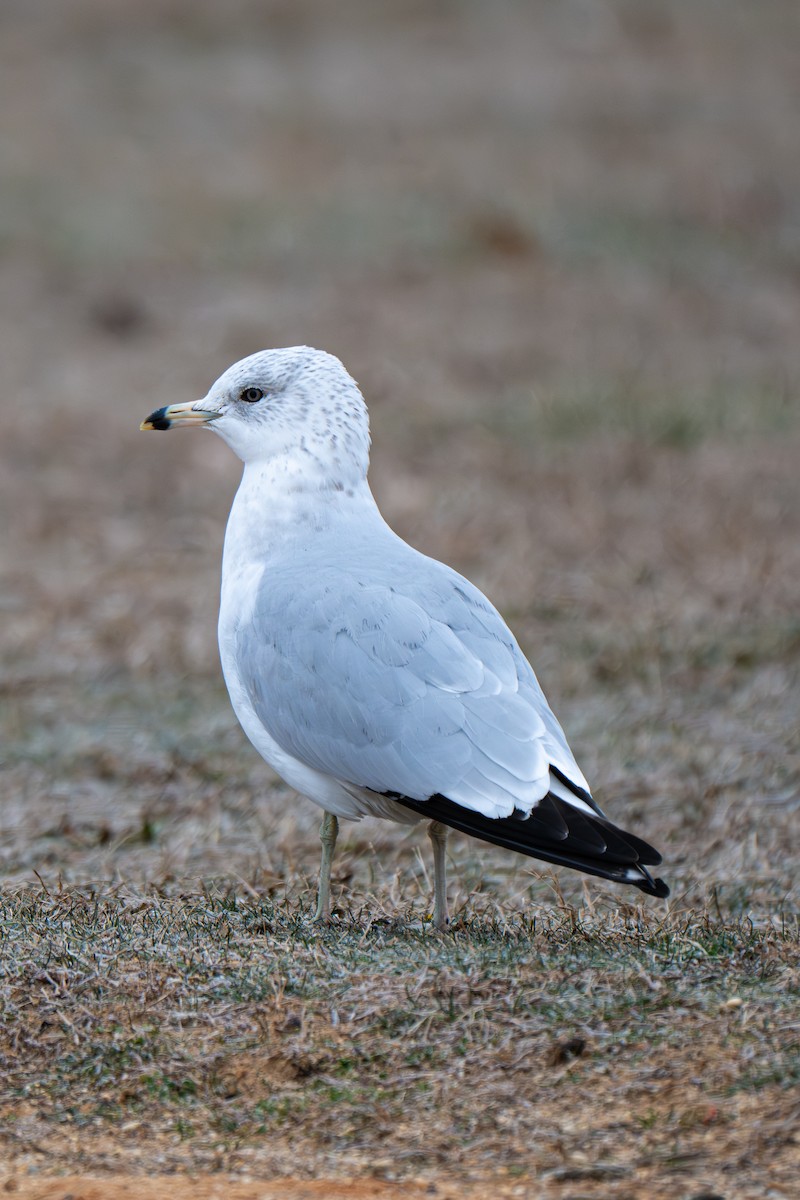 Ring-billed Gull - ML646903081