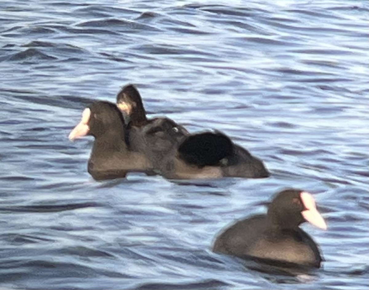 オオバン - ML646903082