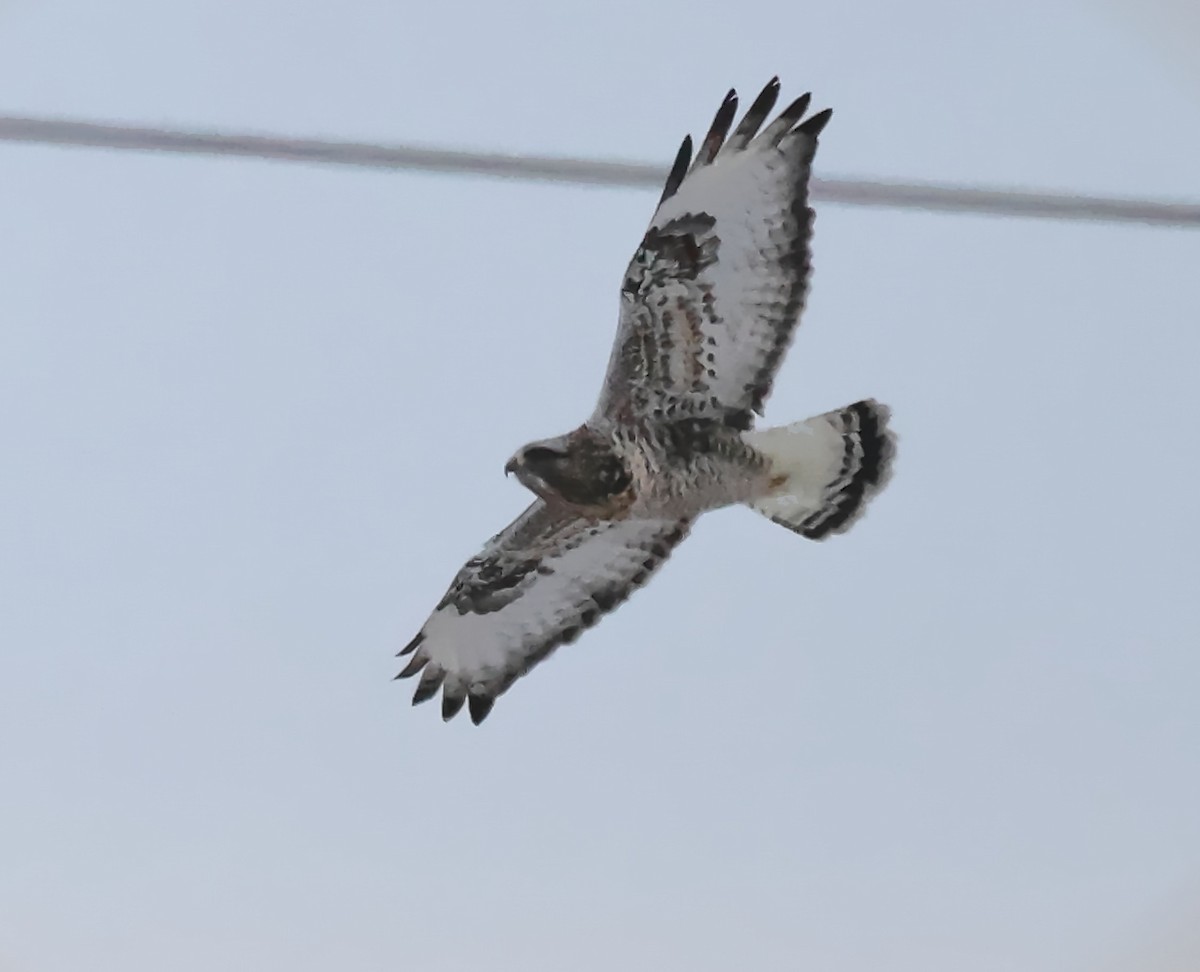 毛足鵟 - ML646903086