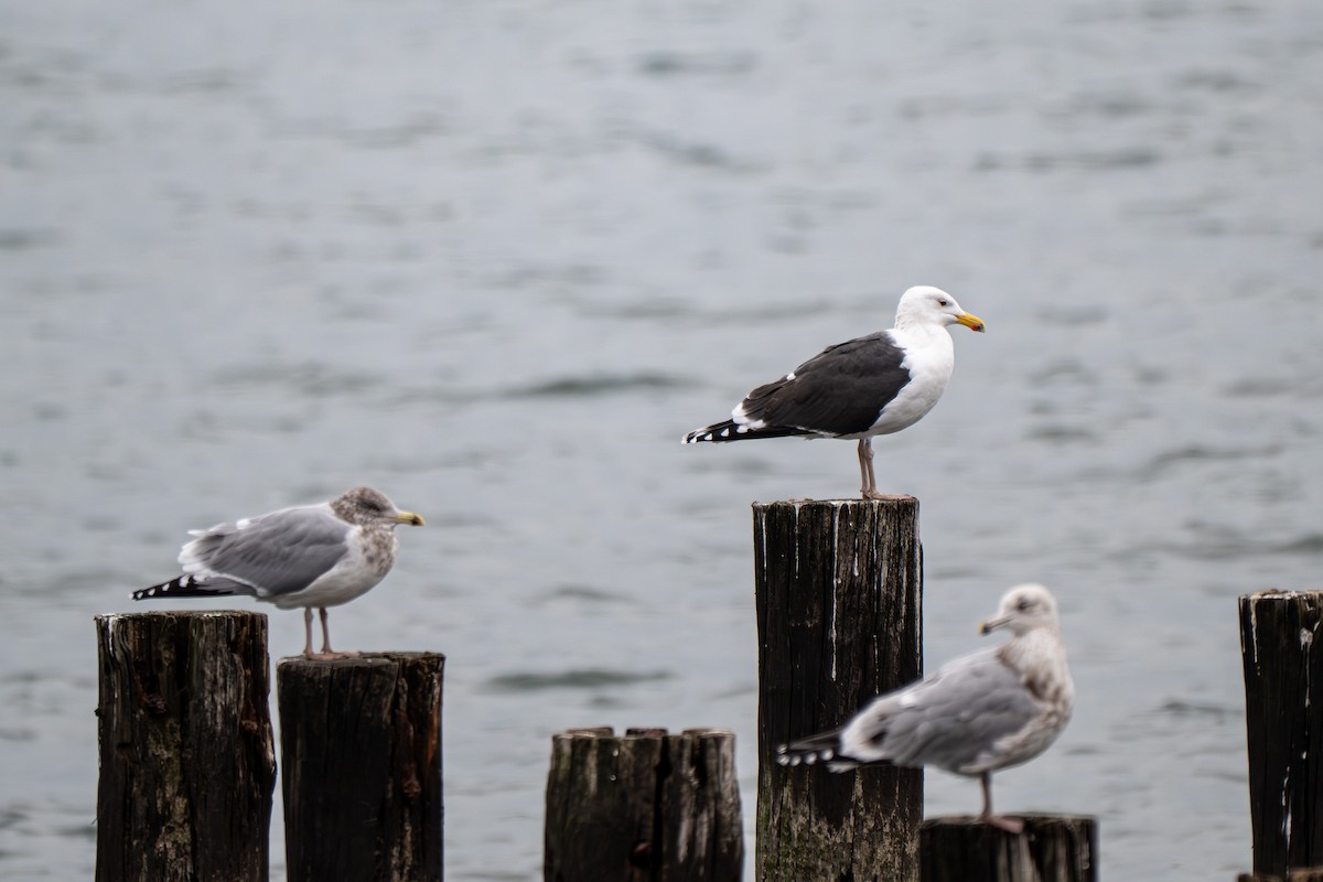 Great Black-backed Gull - ML646903088
