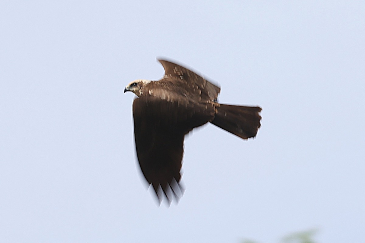 Western Marsh Harrier - ML646903093