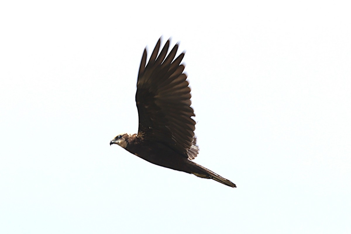 Western Marsh Harrier - ML646903101