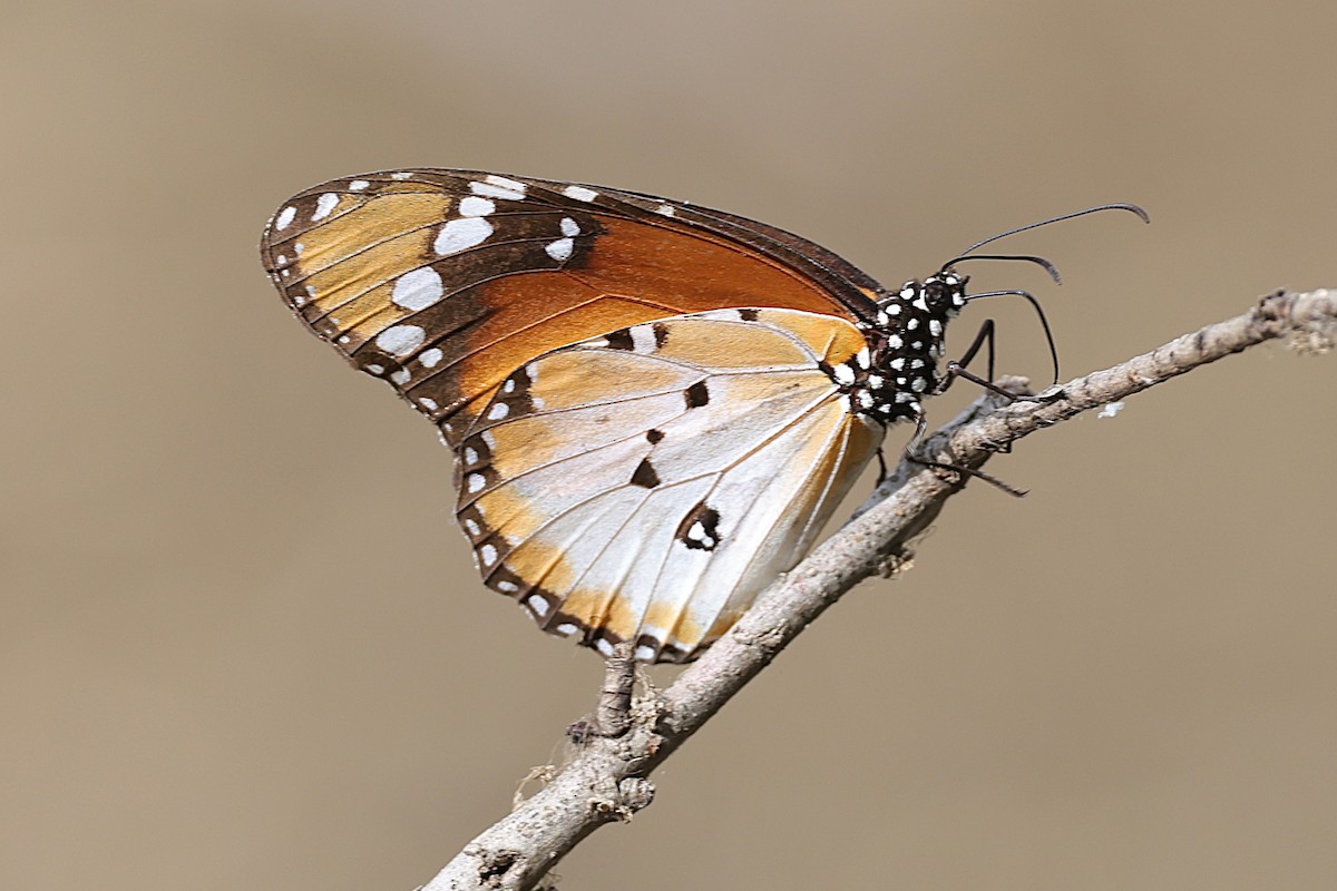 Animals - ML646903109