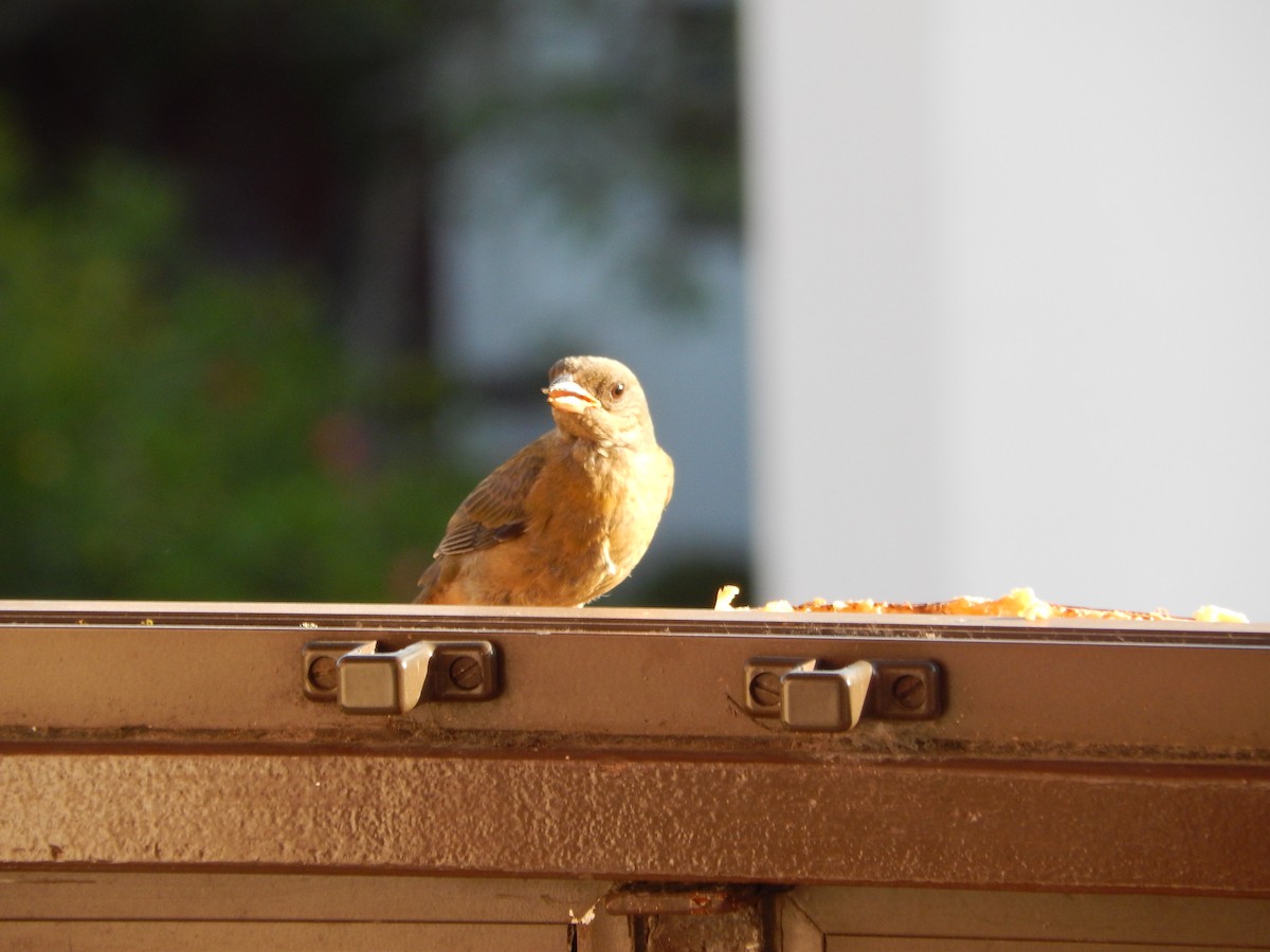 Blue-and-yellow Tanager - ML646903110