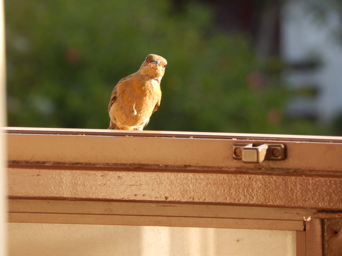 Blue-and-yellow Tanager - ML646903111