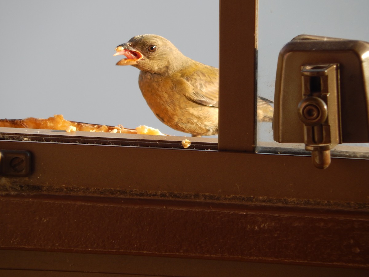 Blue-and-yellow Tanager - ML646903112