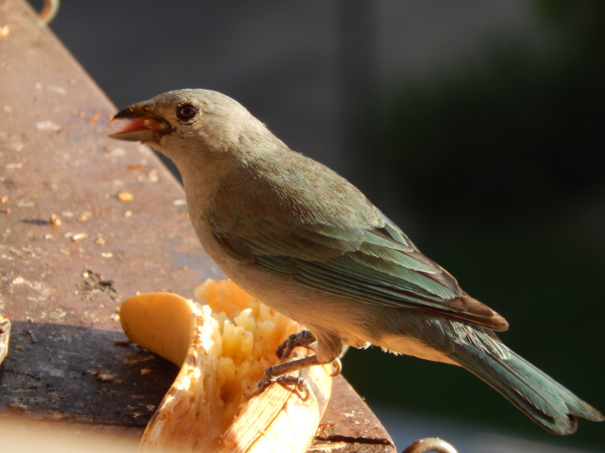 Sayaca Tanager - ML646903113