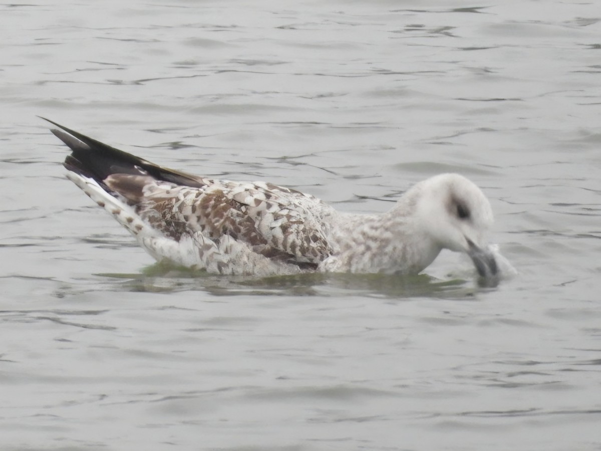 Yellow-legged Gull - ML646903115