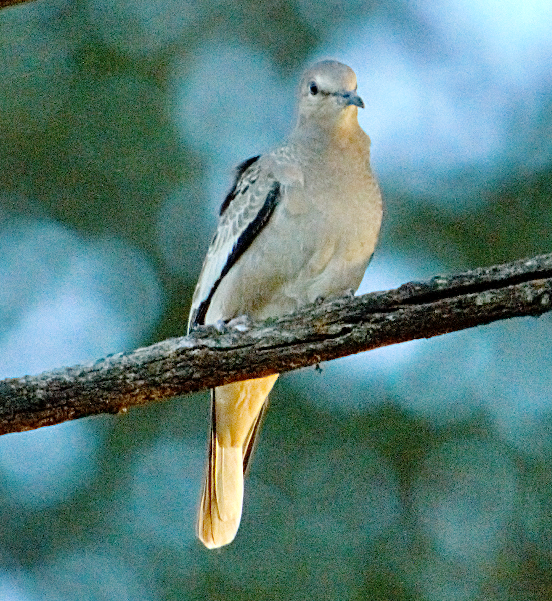 Picui Ground Dove - ML646903117