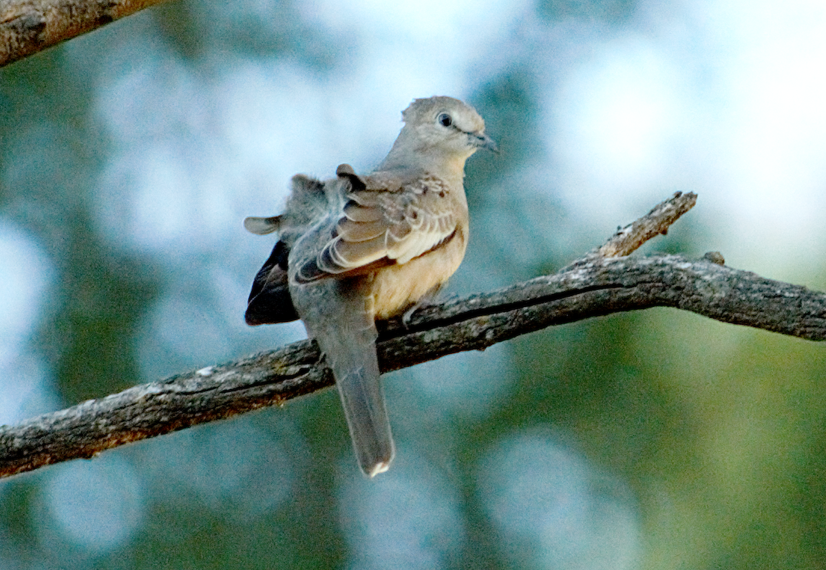 Picui Ground Dove - ML646903118