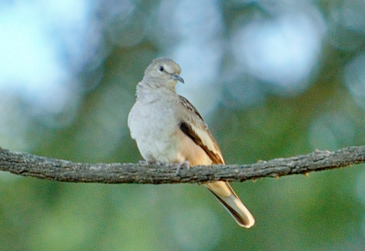 Picui Ground Dove - ML646903119