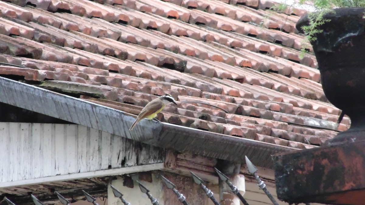 Great Kiskadee - ML646903125