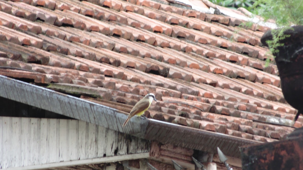 Great Kiskadee - ML646903127