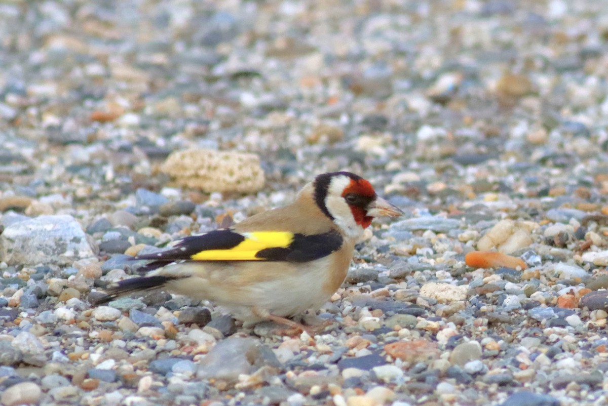 ゴシキヒワ - ML646903130