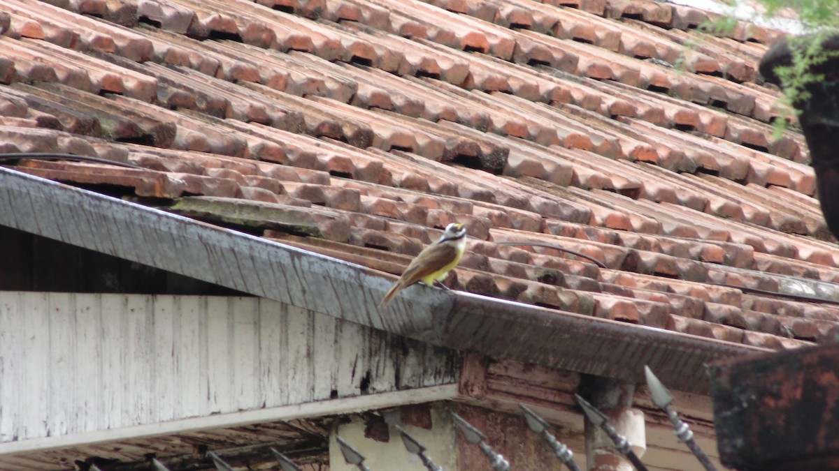 Great Kiskadee - ML646903131