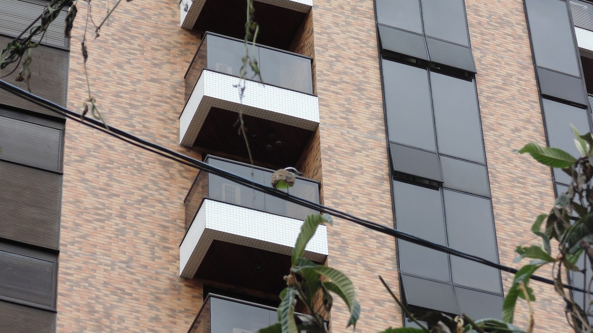 Great Kiskadee - ML646903132