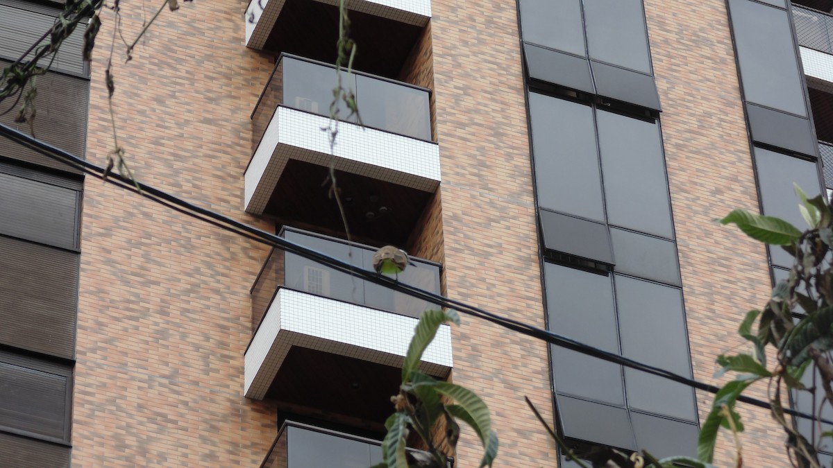 Great Kiskadee - ML646903133