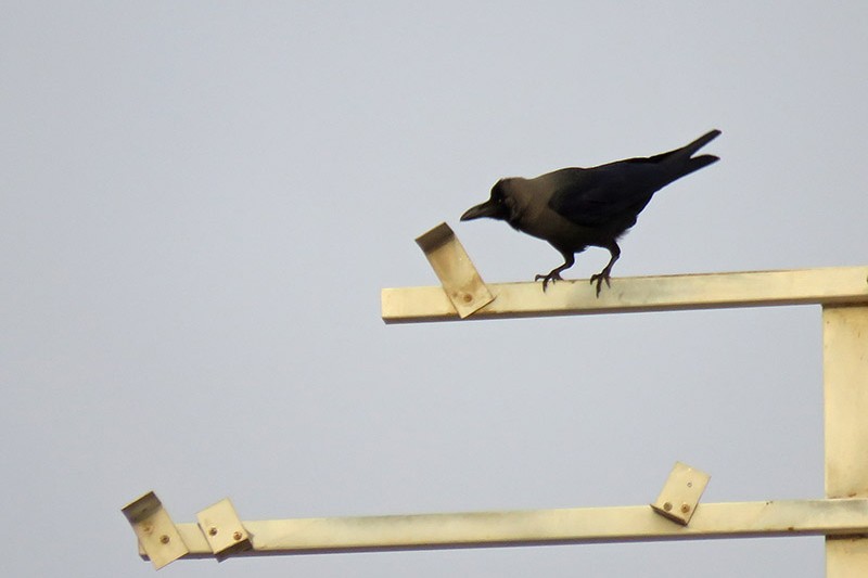 House Crow - ML646903135