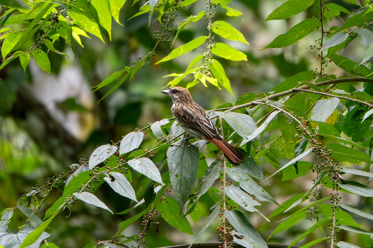 Streaked Flycatcher - ML646903140