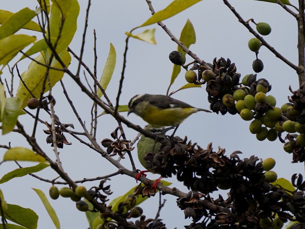 Bananaquit - ML646903141