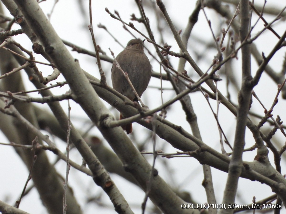 Black Redstart - ML646903142