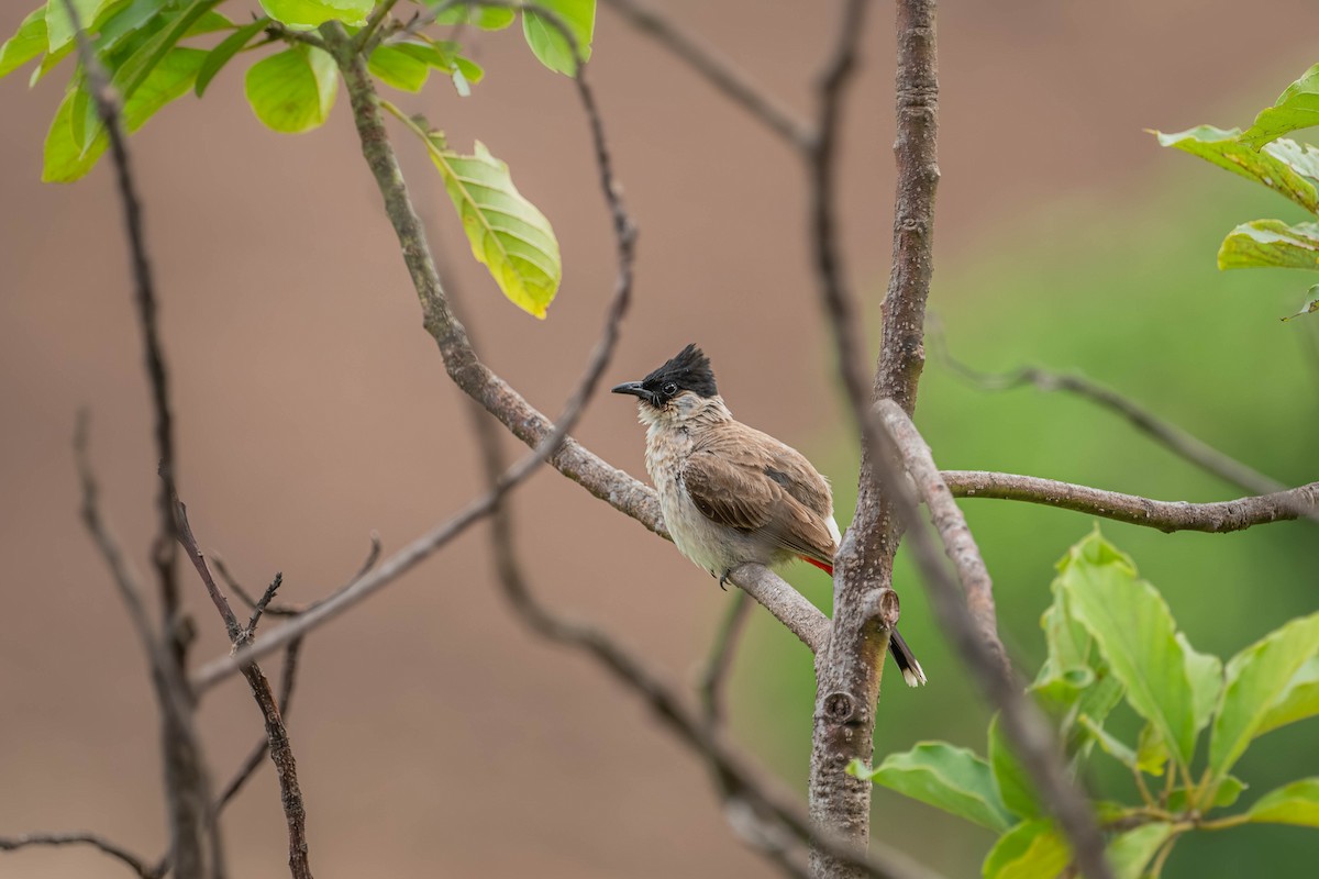 Sooty-headed Bulbul - ML646903143