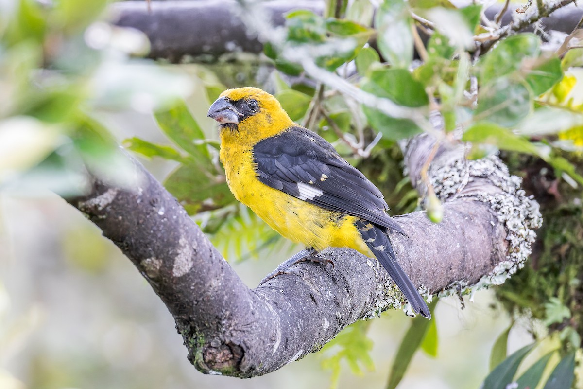 Black-thighed Grosbeak - ML646903144