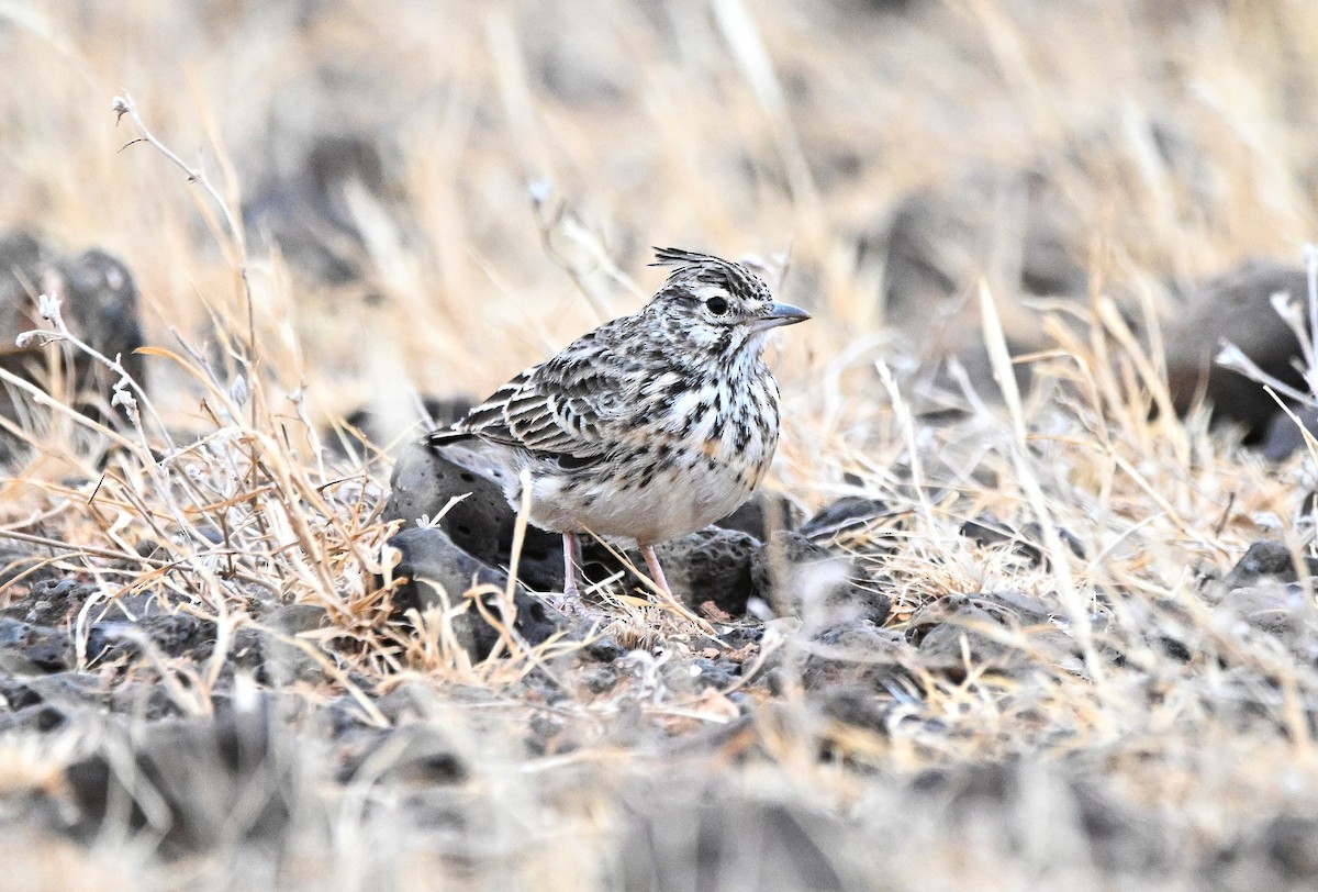 Thekla's Lark - ML646903145