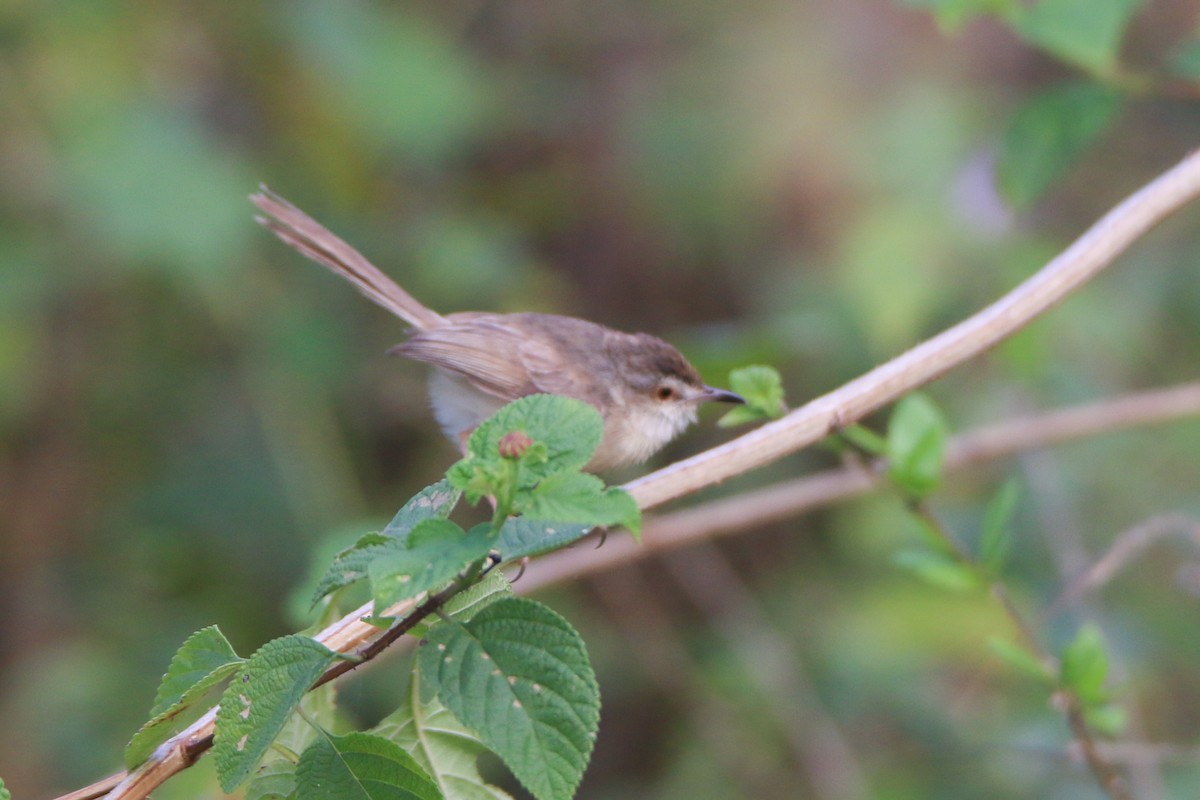 Ashy Prinia - ML646903146