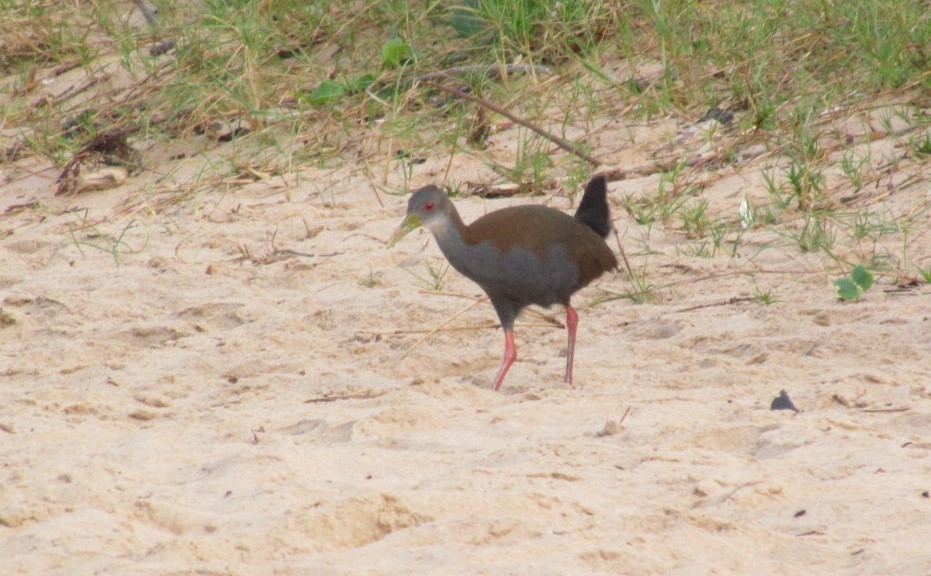 Slaty-breasted Wood-Rail - ML646903147
