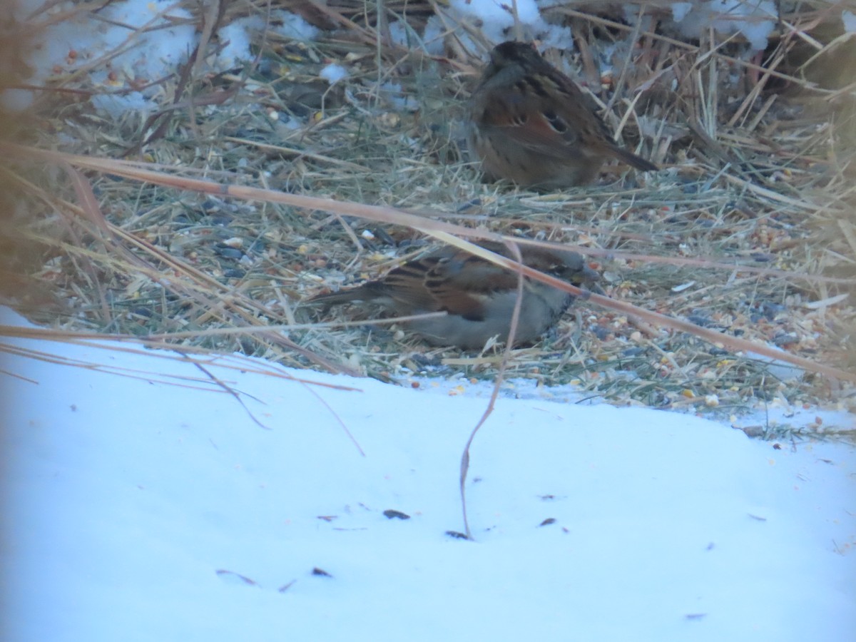 House Sparrow - ML646903148