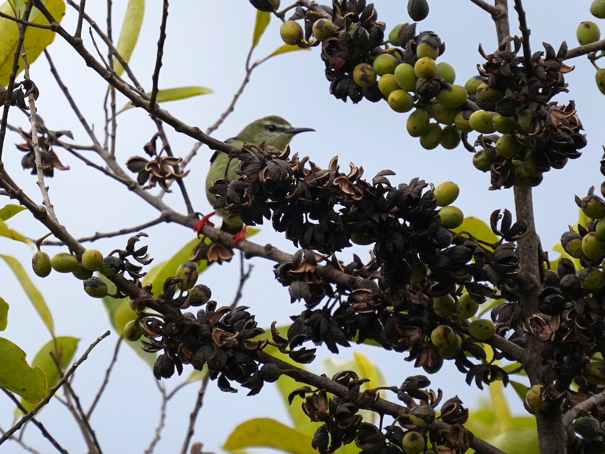 Red-legged Honeycreeper - ML646903150