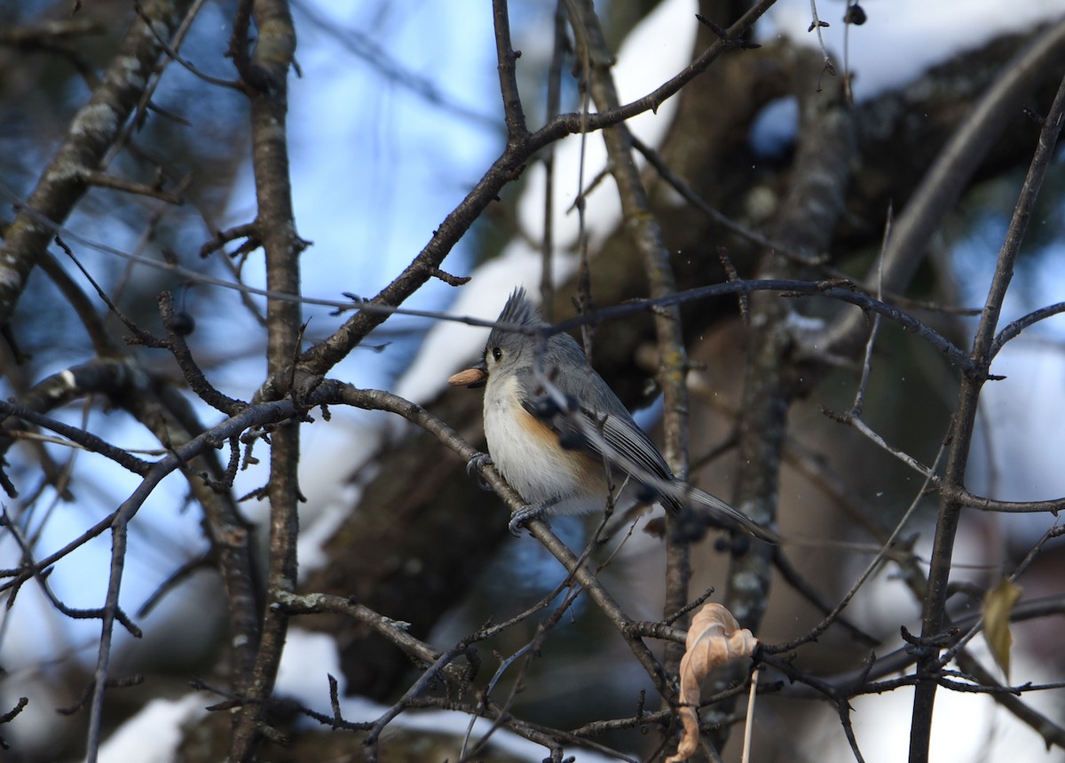Tufted Titmouse - ML646903151