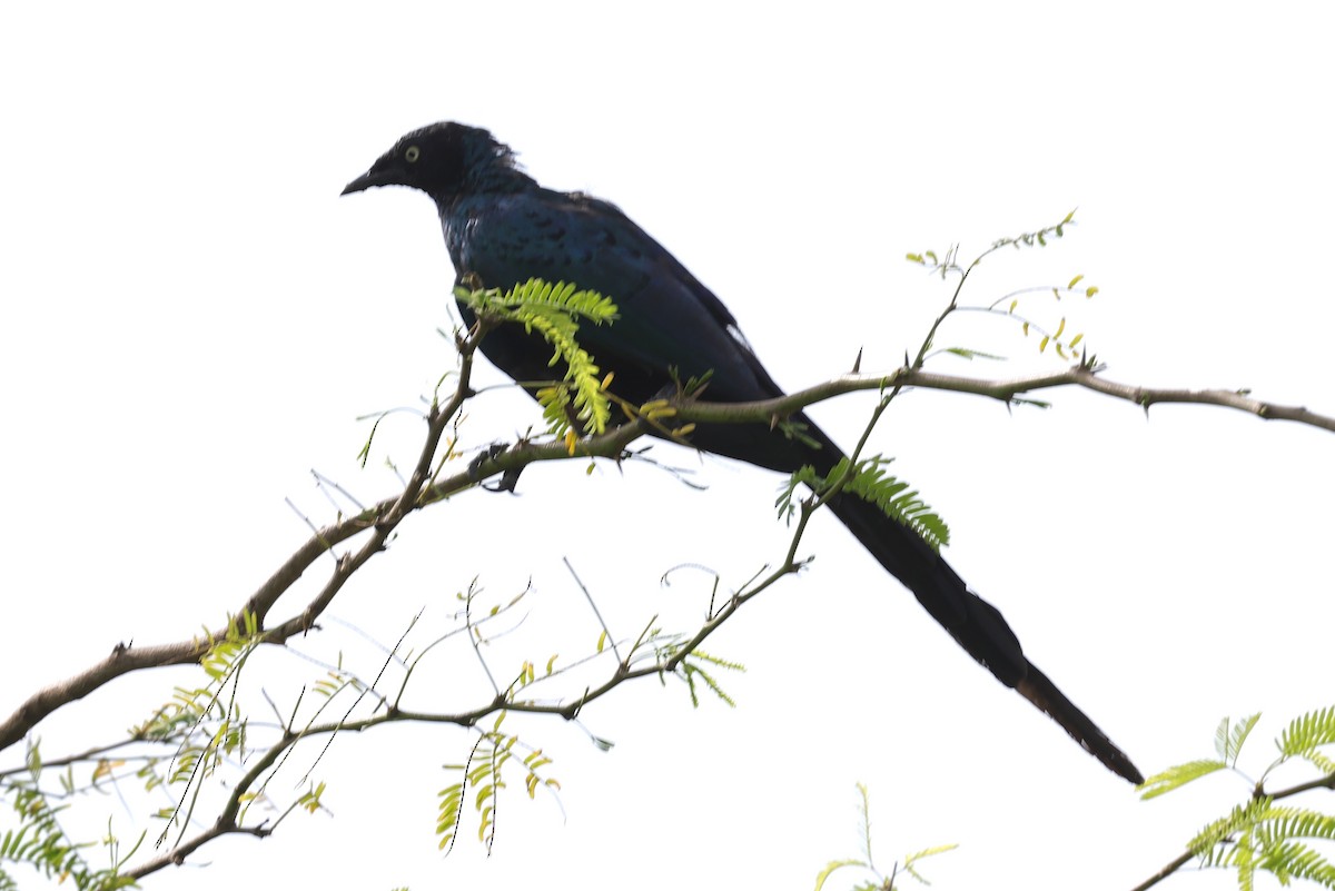 Long-tailed Glossy Starling - ML646903152