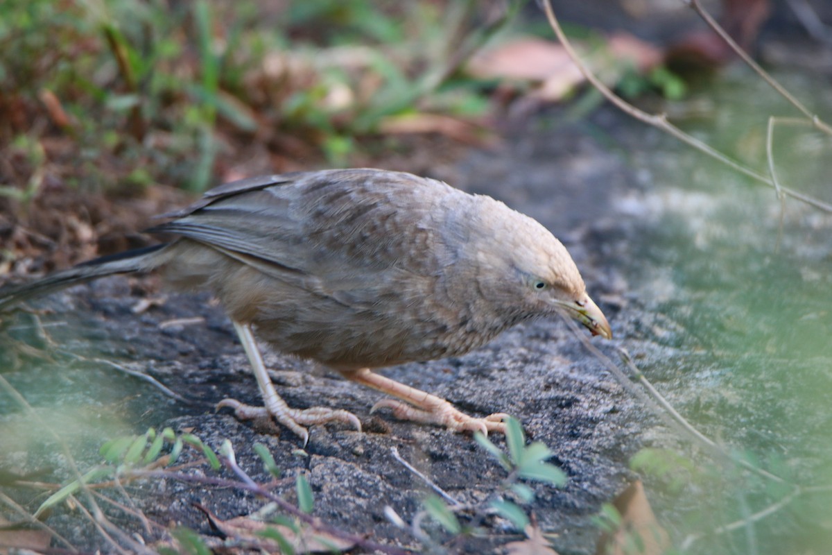 Yellow-billed Babbler - ML646903153