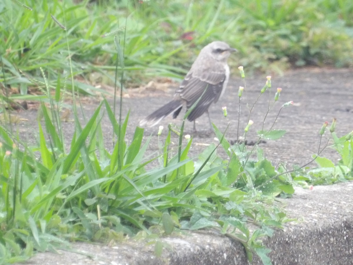 Tropical Mockingbird (Southern) - ML646903154
