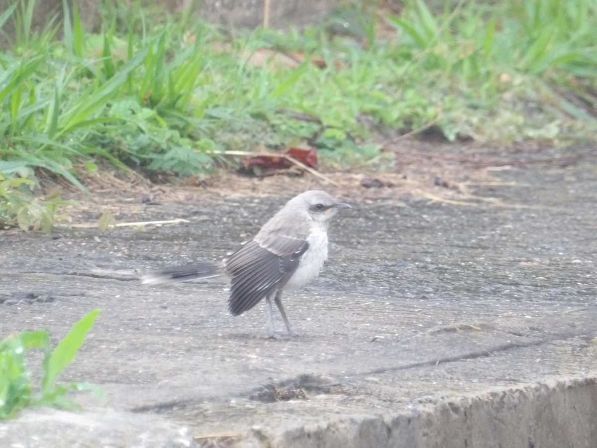 Tropical Mockingbird (Southern) - ML646903155