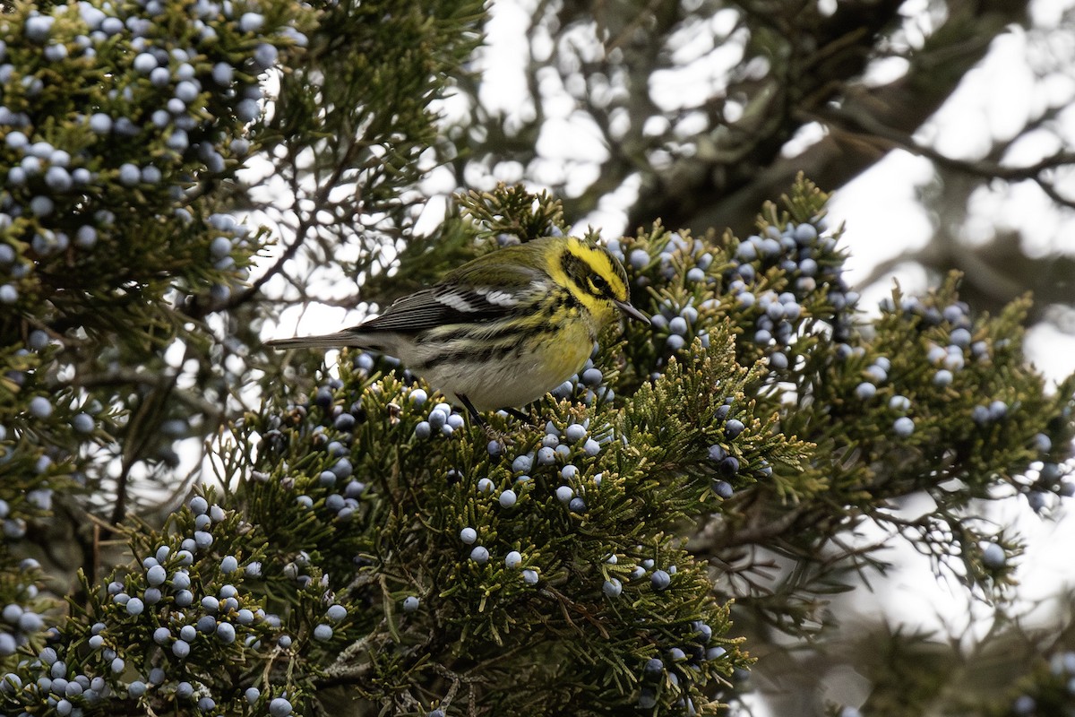 Townsend's Warbler - ML646903156