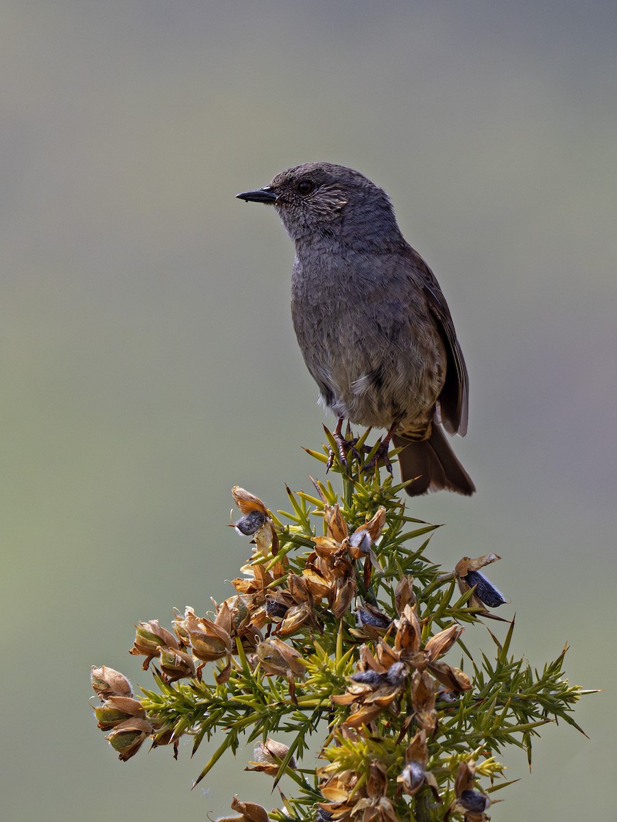 Dunnock - ML646903157