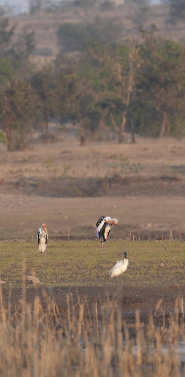 Painted Stork - ML646903159