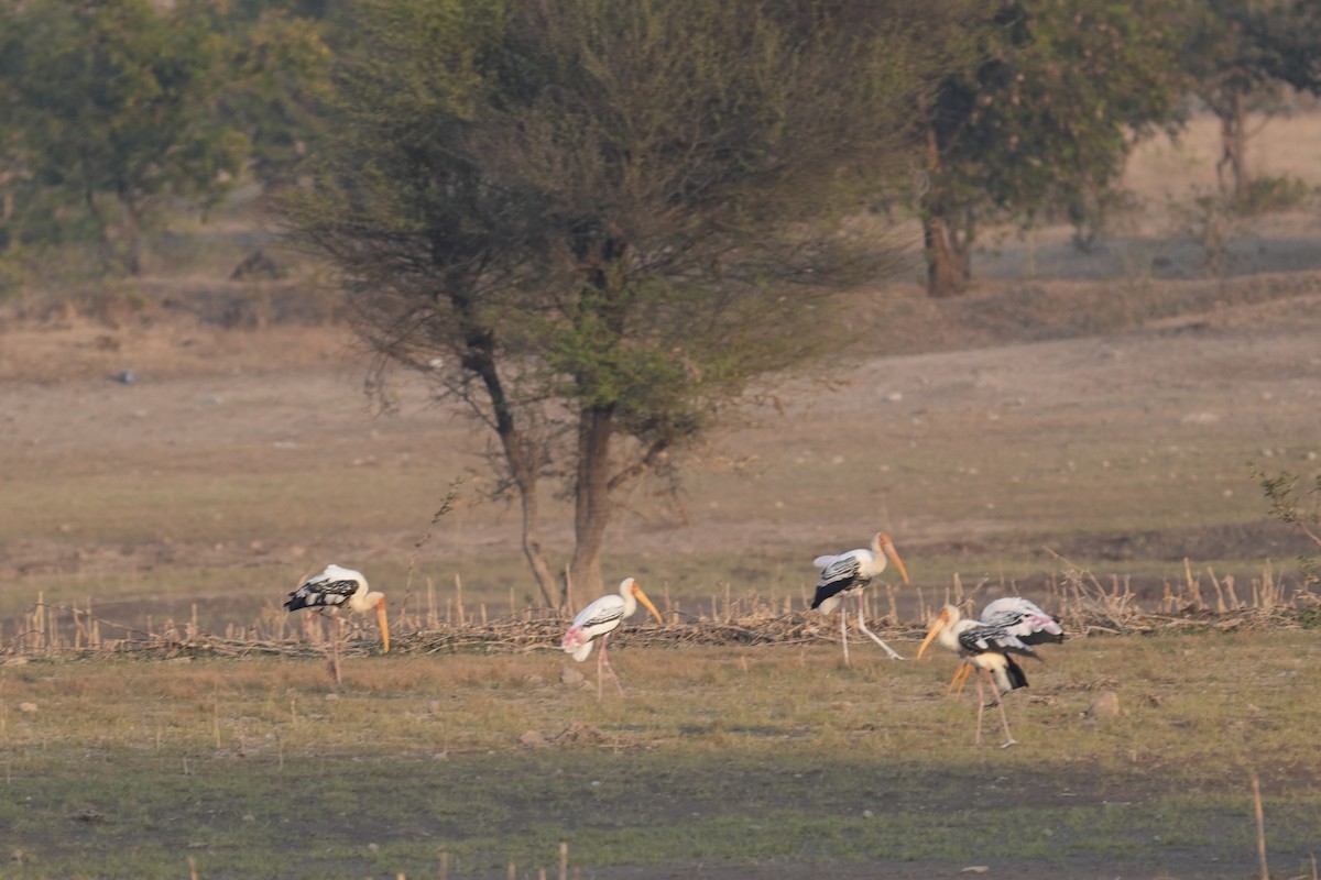 Painted Stork - ML646903160