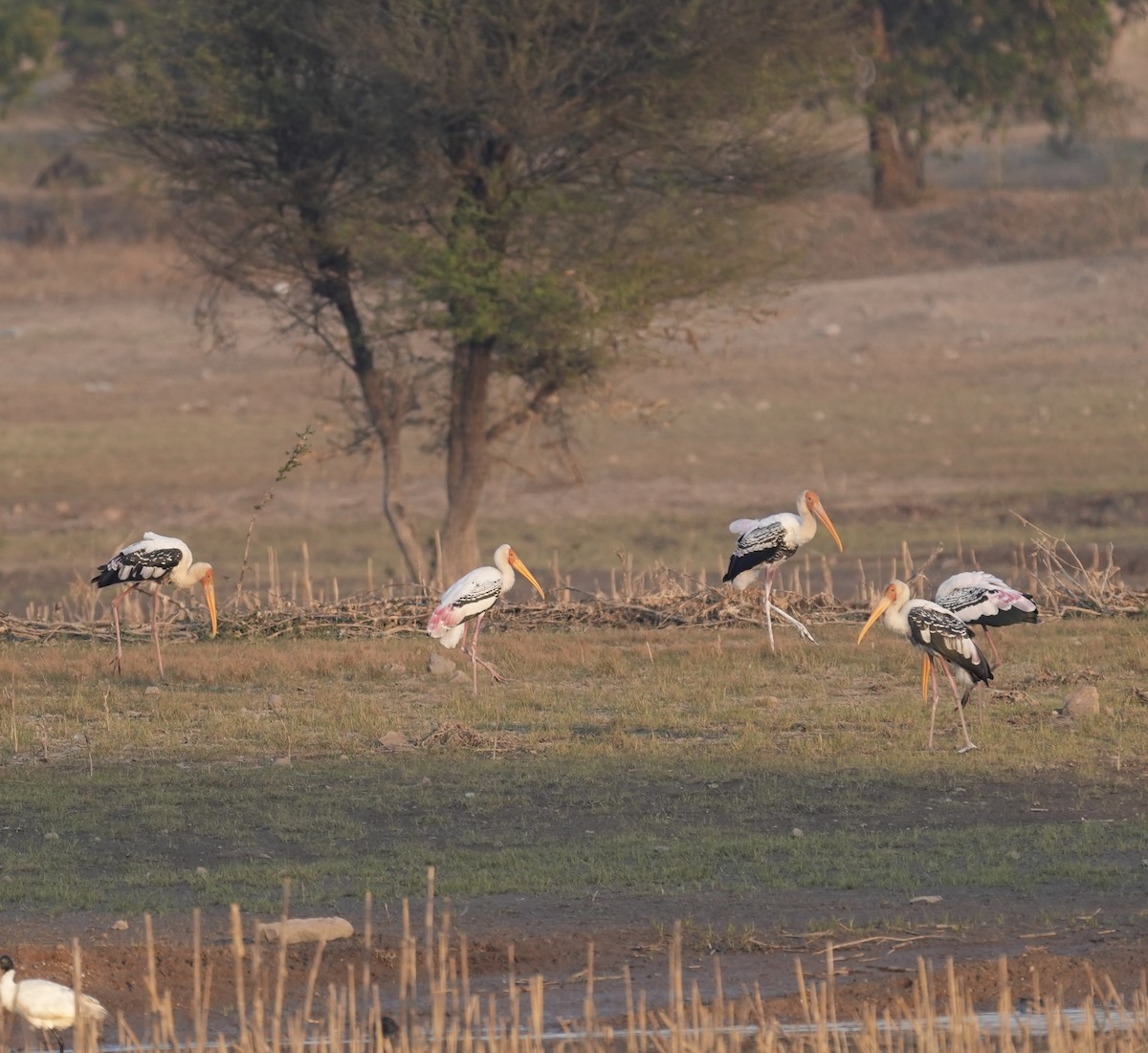 Painted Stork - ML646903161
