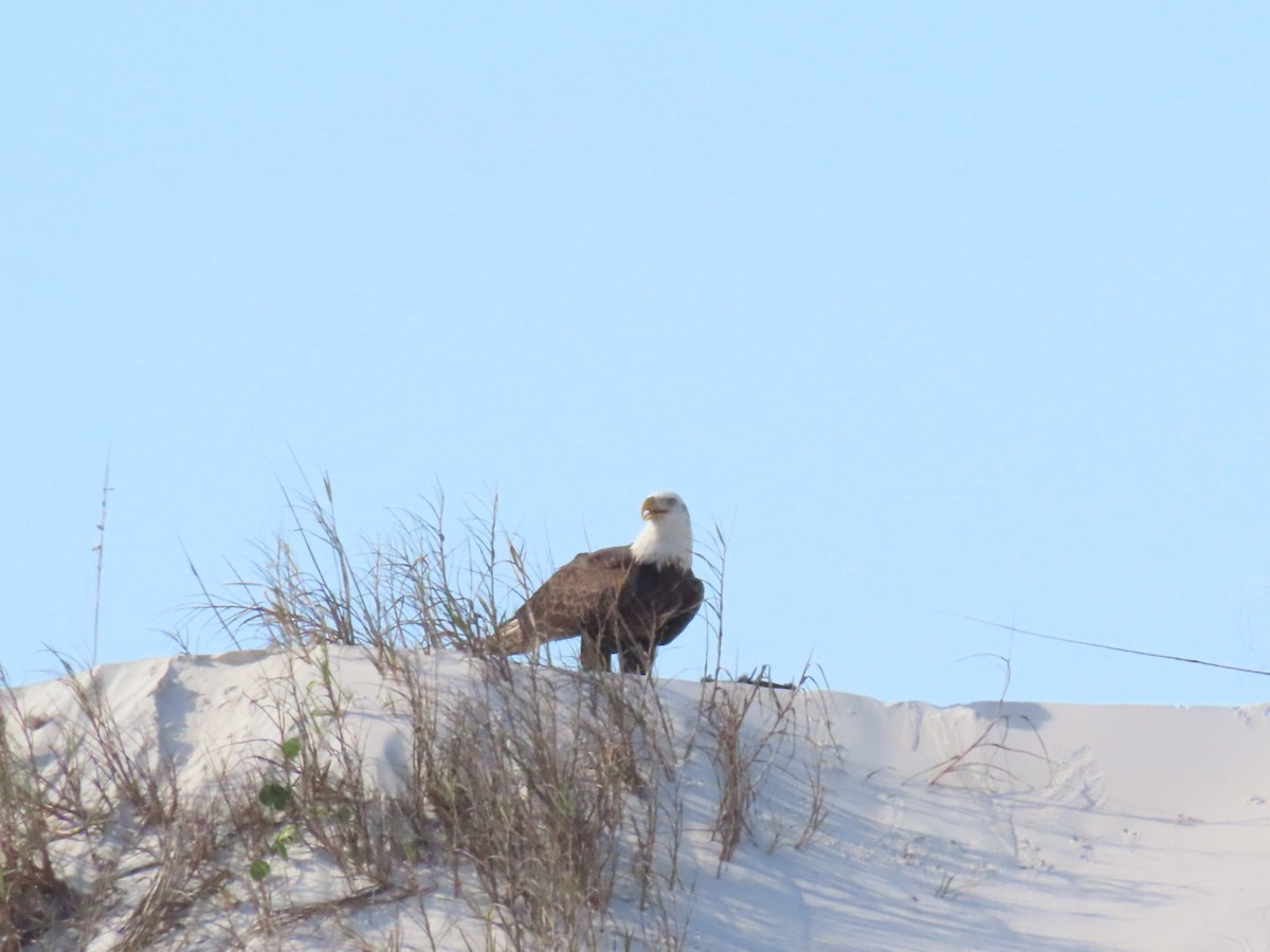 Bald Eagle - ML646903163