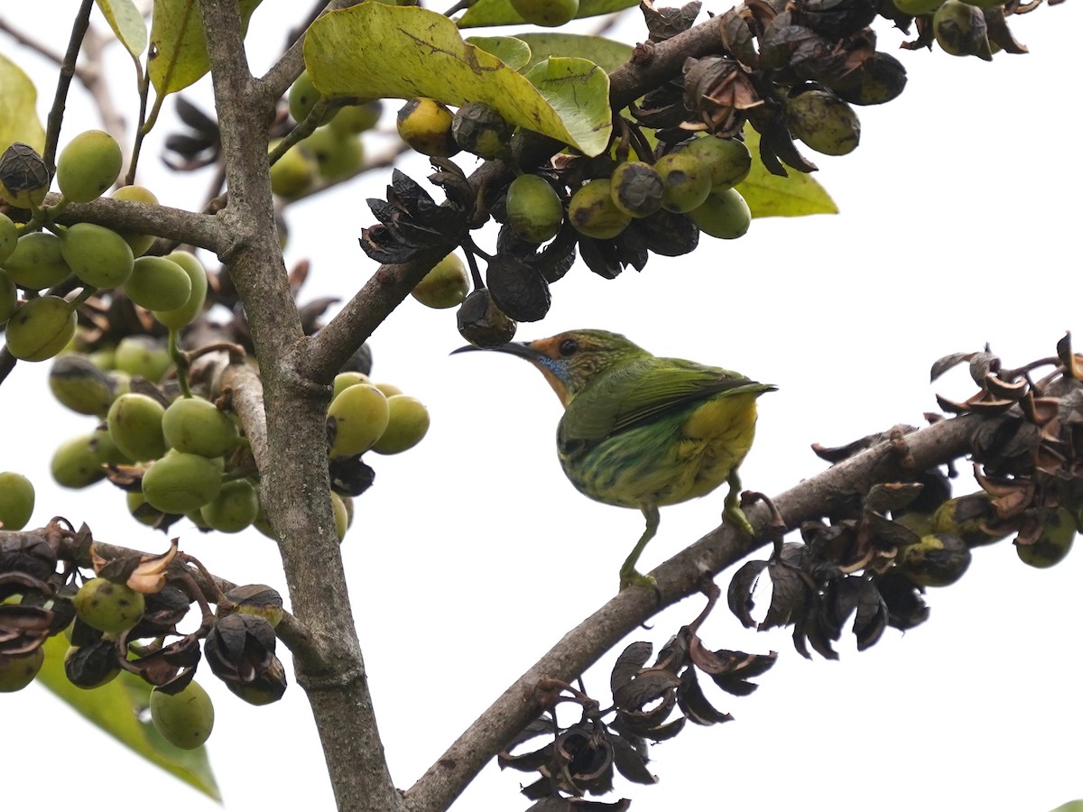 Purple Honeycreeper - ML646903164