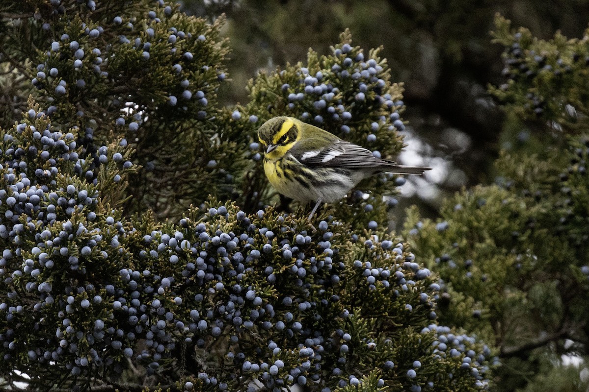 Townsend's Warbler - ML646903165